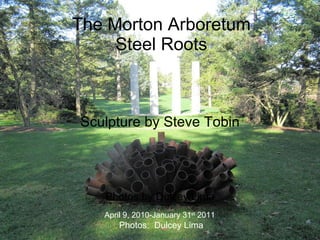 The Morton Arboretum Steelroots Sculpture by Steve Tobin Photos by Dulcey Lima April 9, 2010-January 31 st  2011 Photos:  Dulcey Lima 