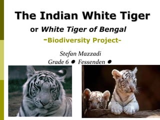 The Indian White Tiger
  or White Tiger of Bengal
     -Biodiversity Project-
          Stefan Mazzadi
      Grade 6  Fessenden 




                              1
 