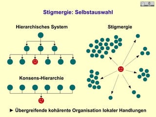 Stigmergie: Selbstauswahl
Hierarchisches System
Konsens-Hierarchie
Stigmergie
► Übergreifende kohärente Organisation lokaler Handlungen
 