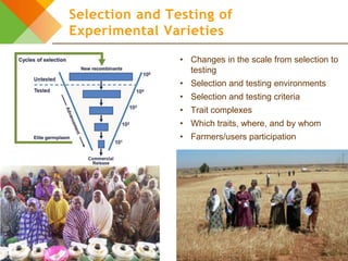 Design elements for gender-responsive breeding: The breeding cycle