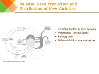 Design elements for gender-responsive breeding: The breeding cycle