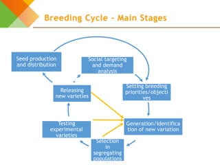 Design elements for gender-responsive breeding: The breeding cycle