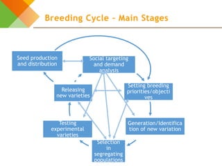 Design elements for gender-responsive breeding: The breeding cycle