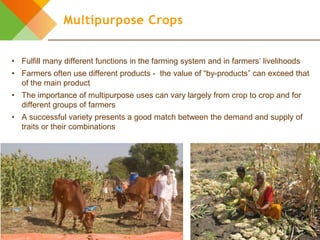 Design elements for gender-responsive breeding: The breeding cycle