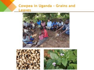 Design elements for gender-responsive breeding: The breeding cycle