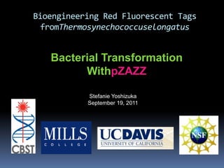 Bioengineering Red Fluorescent Tags fromThermosynechococcuselongatus Bacterial Transformation WithpZAZZ Stefanie Yoshizuka September 19, 2011 