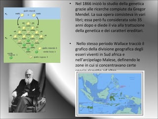 • Nel 1866 iniziò lo studio della genetica
grazie alle ricerche compiute da Gregor
Mendel. La sua opera consisteva in vari
libri; essa però fu considerata solo 35
anni dopo e diede il via alla trattazione
della genetica e dei caratteri ereditari.
• Nello stesso periodo Wallace tracciò il
grafico della divisione geografica degli
esseri viventi in Sud africa e
nell’arcipelago Malese, definendo le
zone in cui si concentravano certe
specie rispetto ad altre.
 