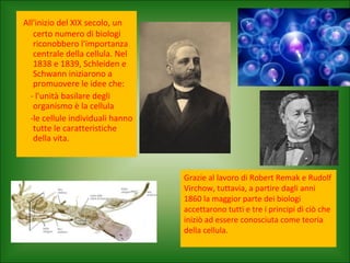 All'inizio del XIX secolo, un
certo numero di biologi
riconobbero l'importanza
centrale della cellula. Nel
1838 e 1839, Schleiden e
Schwann iniziarono a
promuovere le idee che:
- l'unità basilare degli
organismo è la cellula
-le cellule individuali hanno
tutte le caratteristiche
della vita.
Grazie al lavoro di Robert Remak e Rudolf
Virchow, tuttavia, a partire dagli anni
1860 la maggior parte dei biologi
accettarono tutti e tre i principi di ciò che
iniziò ad essere conosciuta come teoria
della cellula.
 