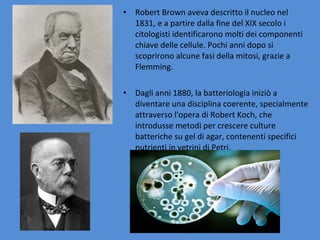 • Robert Brown aveva descritto il nucleo nel
1831, e a partire dalla fine del XIX secolo i
citologisti identificarono molti dei componenti
chiave delle cellule. Pochi anni dopo si
scoprirono alcune fasi della mitosi, grazie a
Flemming.
• Dagli anni 1880, la batteriologia iniziò a
diventare una disciplina coerente, specialmente
attraverso l'opera di Robert Koch, che
introdusse metodi per crescere culture
batteriche su gel di agar, contenenti specifici
nutrienti in vetrini di Petri.
 