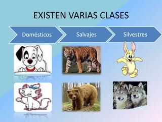 EXISTEN VARIAS CLASES
Domésticos   Salvajes   Silvestres
 