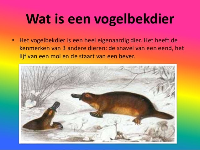 Stef dheedene vogelbekdier