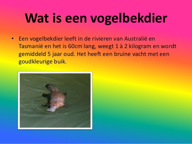 Stef dheedene vogelbekdier