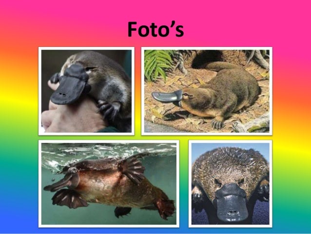 Stef dheedene vogelbekdier