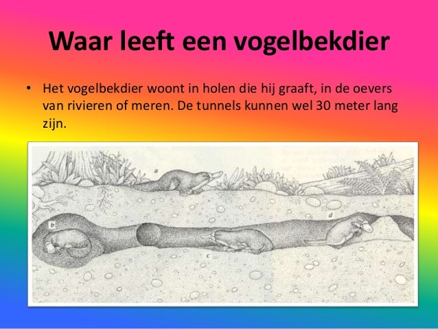 Stef dheedene vogelbekdier