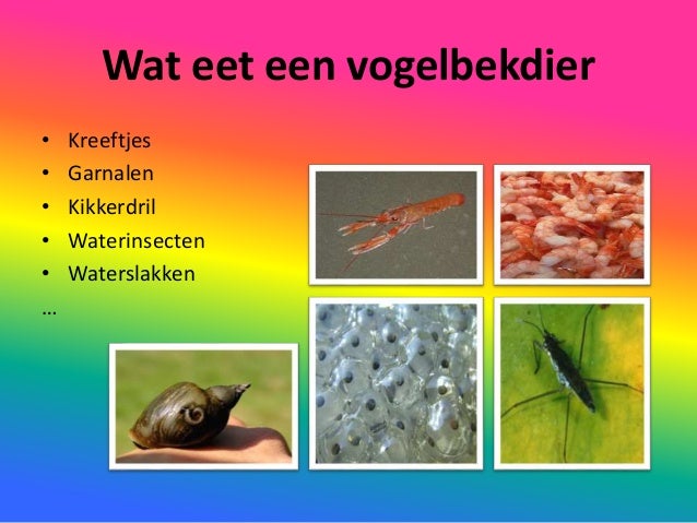 wat is een zoogdier