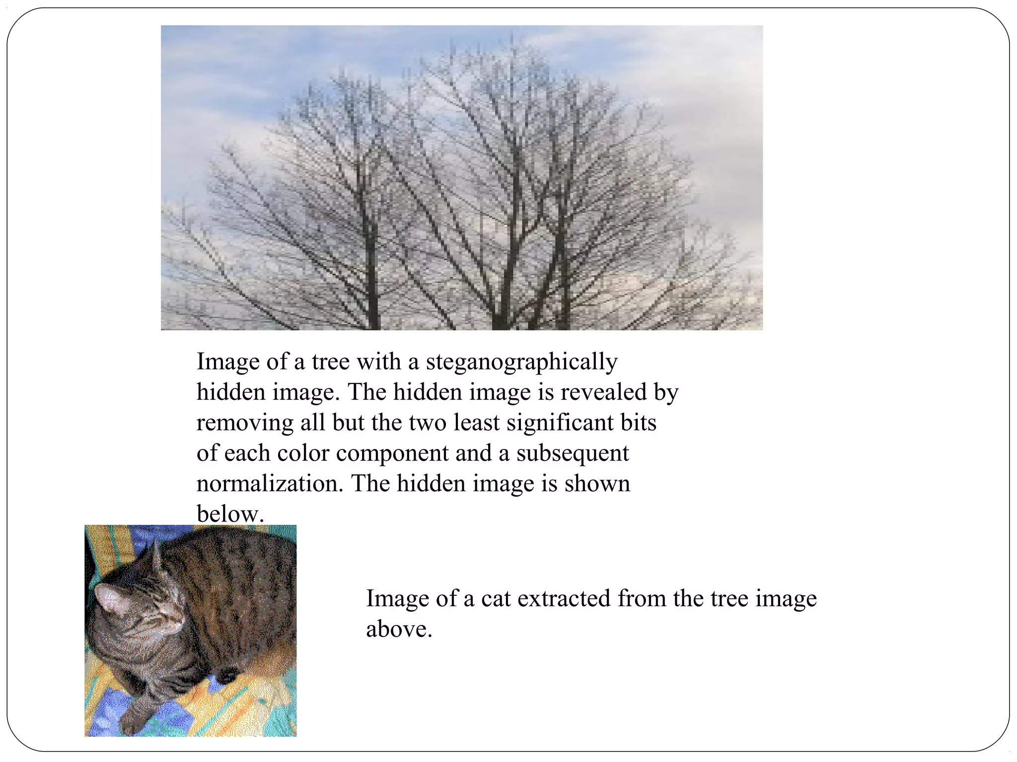 Image of a tree with a steganographically
hidden image. The hidden image is revealed by
removing all but the two least significant bits
of each color component and a subsequent
normalization. The hidden image is shown
below.


                Image of a cat extracted from the tree image
                above.
 