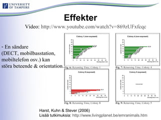 Mikko Ahonen
Effekter
Harst, Kuhn & Stever (2006)
Lisää tutkimuksia: http://www.livingplanet.be/emranimals.htm
- En sändare
(DECT, mobilbasstation,
mobiltelefon osv.) kan
störa beteende & orientation.
Video: http://www.youtube.com/watch?v=869zUFxfcqc
 