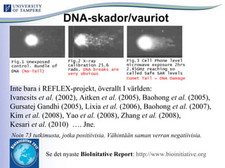 DNA-skador/vauriot
Inte bara i REFLEX-projekt, överallt I världen:
Ivancsits et al. (2002), Aitken et al. (2005), Baohong et al. (2005),
Gursatej Gandhi (2005), Lixia et al. (2006), Baohong et al. (2007),
Kim et al. (2008), Yao et al. (2008), Zhang et al. (2008),
Kesari et al. (2010) …. Jne.
Noin 73 tutkimusta, jotka positiivisia. Vähintään saman verran negatiivisia.
Se det nyaste BioInitative Report: http://www.bioinitiative.org
 
