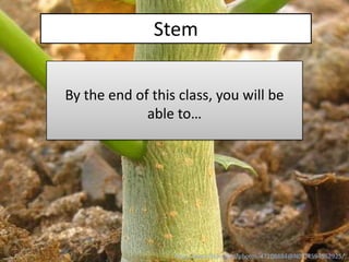 Stem


By the end of this class, you will be
             able to…




                  http://www.flickr.com/photos/47108884@N07/4594962925/
 