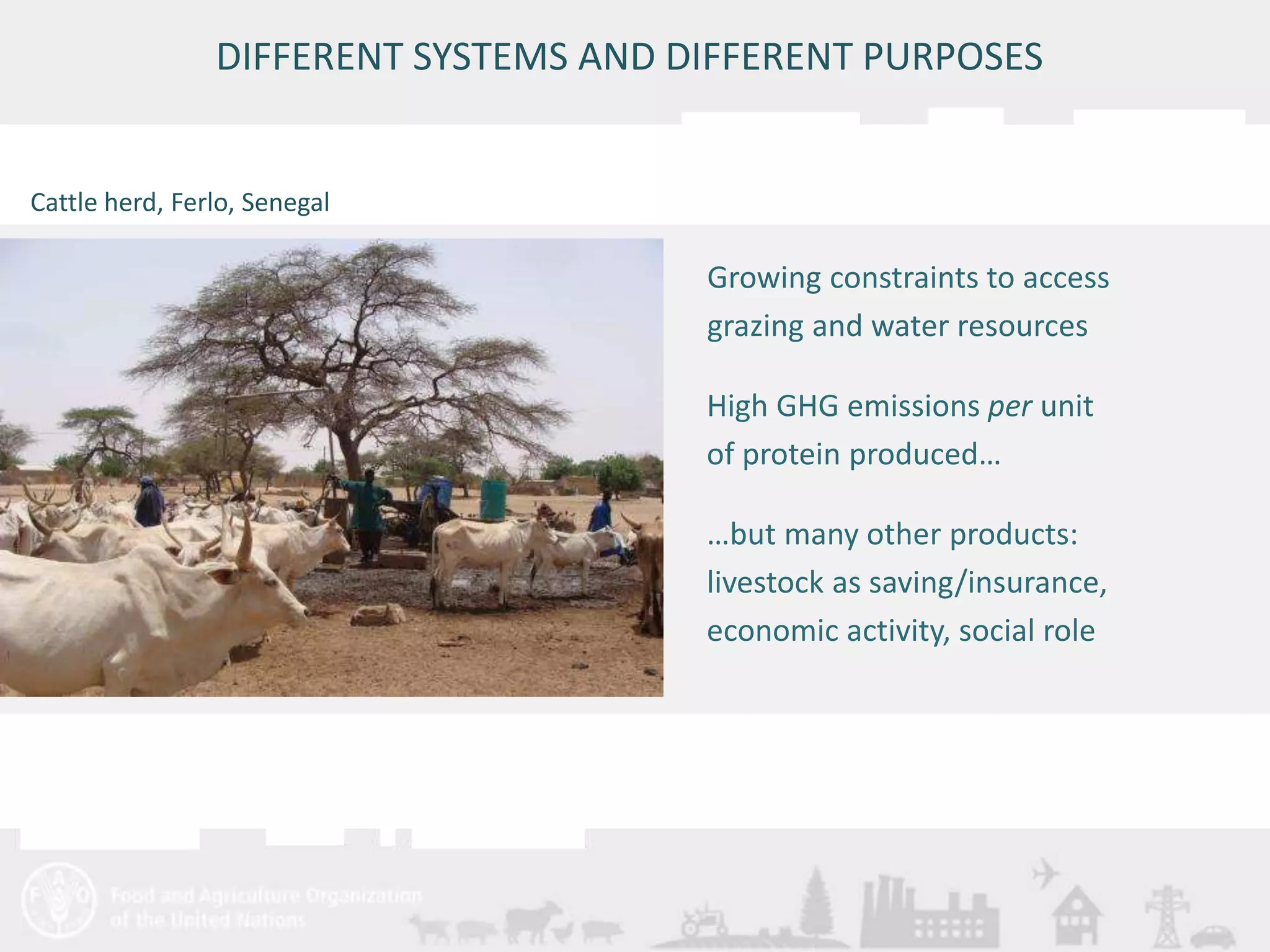 DIFFERENT SYSTEMS AND DIFFERENT PURPOSES 
Meeting/Workshop title • place and date 
10 
Growing constraints to access 
grazing and water resources 
High GHG emissions per unit 
of protein produced… 
…but many other products: 
livestock as saving/insurance, 
economic activity, social role 
Cattle herd, Ferlo, Senegal 
 