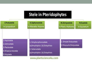 Stelarevolution 120401081016-phpapp02
