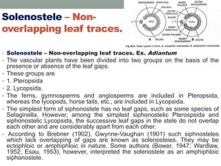 Solenostele – Non-
overlapping leaf traces.
• Solenostele – Non-overlapping leaf traces. Ex. Adiantum
• The vascular plants have been divided into two groups on the basis of the
presence or absence of the leaf gaps.
• These groups are
• 1. Pteropsida
• 2. Lycopsida.
• The ferns, gymnosperms and angiosperms are included in Pteropsida,
whereas the lycopods, horse tails, etc., are included in Lycopsida.
• The simplest form of siphonostele has no leaf gaps, such as some species of
Selaginella. However, among the simplest siphonostelic Pterospsida and
siphonostelic Lycopsida, the successive leaf gaps in the stele do not overlap
each other and are considerably apart from each other.
• According to Brebner (1902), Gwynne-Vaughan (1901) such siphnosteles
which lack overlapping of gaps are known as solenosteies. They may be
ectophloic or amphiphloic in nature. Some authors (Bower, 1947; Wardlaw,
1952; Esau, 1953), however, interpreted the solenostele as an amphiphloic
siphonostele.
 