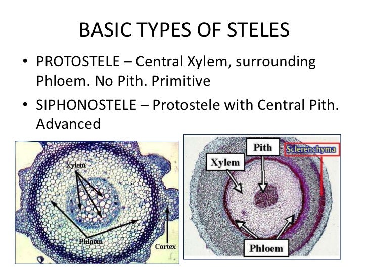 Stelar evolution in Pteridophytes