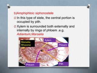 b)Amphiphloic siphonostele
O In this type of stele, the central portion is
occupied by pith.
O Xylem is surrounded both externally and
internally by rings of phloem .e.g.
Adiantum,Marselia
Xylem
Pith
Phloem
Phloem
Marselia
Rhizome
T.S
 
