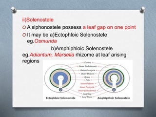 ii)Solenostele
O A siphonostele possess a leaf gap on one point
O It may be a)Ectophloic Solenostele
eg.Osmunda
b)Amphiphloic Solenostele
eg.Adiantum, Marselia rhizome at leaf arising
regions
 