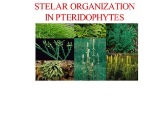 STELAR ORGANIZATION
IN PTERIDOPHYTES
 