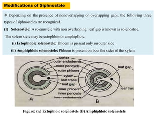 Modifications of Siphnostele
 Depending on the presence of nonoverlapping or overlapping gaps, the following three
types ...