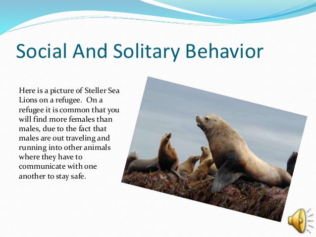 stellar sea lions