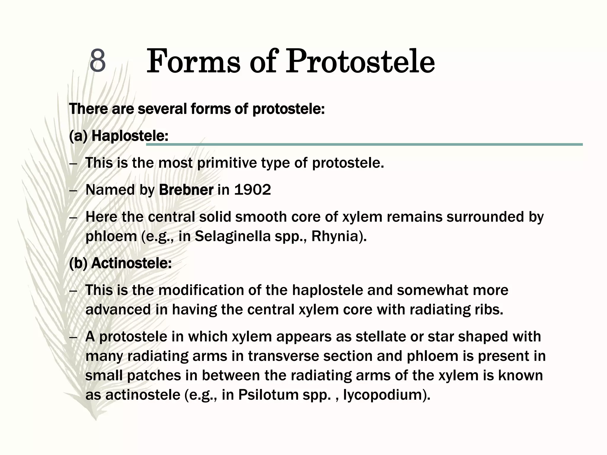 Stelar System, Stele, its types and evolution(edited) | PPT