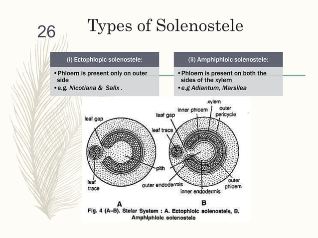 Stelar System, Stele, its types and evolution(edited) | PPT