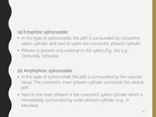 (a) Ectophloic siphonostele:
• In this type of siphonostele, the pith is surrounded by concentric
xylem cylinder and next to xylem the concentric phloem cylinder.
• Phloem is present only external to the xylem (Fig. 3A) e.g.,
Osmunda, Schizaea.
(b) Amphiphloic siphonostele:
• In this type of siphonostele the pith is surrounded by the vascular
tissue. The concentric inner phloem cylinder surrounds the central
pith.
• Next to the inner phloem is the concentric xylem cylinder which is
immediately surrounded by outer phloem cylinder (e.g., in
Marsilea).
17
 