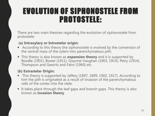 EVOLUTION OF SIPHONOSTELE FROM
PROTOSTELE:
There are two main theories regarding the evolution of siphonostele from
protostele:
(a) Intraxylary or Intrastelar origin:
 According to this theory the siphonostele is evolved by the conversion of
the central mass of the xylem into parenchymatous pith.
 This theory is also known as expansion theory and it is supported by
Boodle (1901), Bower (1911), Gwynne-Vaughan (1903, 1914). Petry (1914),
Thompson and Gewirtz and Fahn (1960) etc.
(b) Extrastelar Origin:
 This theory is supported by Jaffery (1897, 1899, 1902, 1917). According to
him the pith is originated as a result of invasion of the parenchymatous
cells of the cortex into the stele.
 It takes place through the leaf gaps and branch gaps. This theory is also
known as invasion theory.
20
 