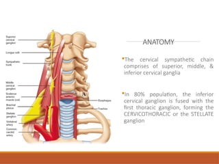 ANATOMY
The cervical sympathetic chain
comprises of superior, middle, &
inferior cervical ganglia
In 80% population, the inferior
cervical ganglion is fused with the
first thoracic ganglion, forming the
CERVICOTHORACIC or the STELLATE
ganglion
 