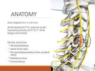 ANATOMY
Oval shaped 2.5 x 1 x 0.5 cm
At the level of C7-T1, anterior to the
transverse process of C7 & 1st
rib &
longus coli muscle
Nearby structures
 the brachial plexus,
 spinal nerve roots,
 the prevertebral portion of the vertebral
artery
 Subclavian artery
 Cervical pleura
 