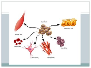 Stem cells | PPTX