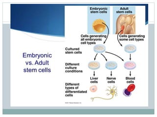Stem cells | PPTX