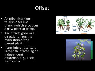 Offset In Plants Stem | PDF