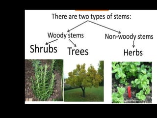 Stem Tree Science Stem | PDF