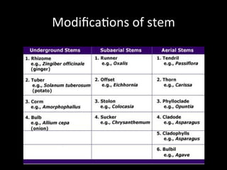 Stem Modification Common Stem | PDF