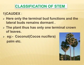 Stem.pptx
