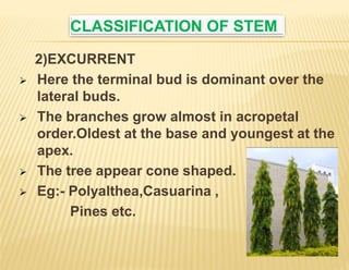Stem.pptx