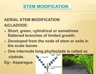 Stem Modification Common Stem.pptx