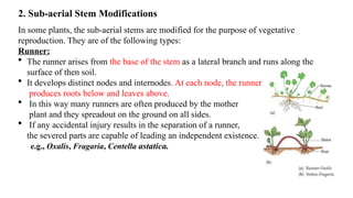 Shoot Modifications Examples PRESENTATION ON MORPHPLOGY AND MODIFICATION ON STEM.pptx