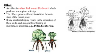 Offset In Plants PRESENTATION ON MORPHPLOGY AND MODIFICATION ON STEM.pptx