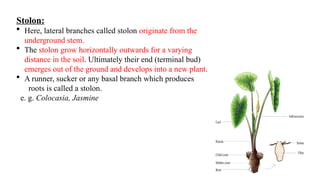 Shoot Modifications Examples PRESENTATION ON MORPHPLOGY AND MODIFICATION ON STEM.pptx