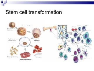 Stem cell transformation 